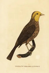 Grosbeak giallo, Pheucticus chrysopeplus