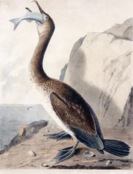 Cormorano (del primo anno), c.1841