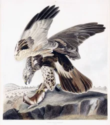 Poiana zampe grosse (femmina), c.1841 (incisione colorata a mano)