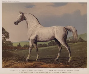 Nambrino, allevato da Lord Grosvenor, in possesso del Marchese di Westminster, a Eaton Hall (litografia a colori)