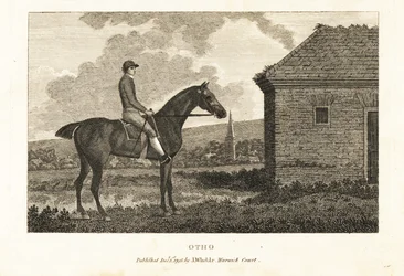 Ritratto del cavallo da corsa purosangue Otho