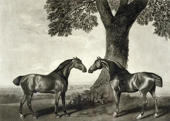 Due cavalli da caccia (inciso da G.T. Stubbs)