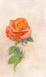 Rosa Pallida, Anni 
