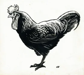 La Gallina, Anni 