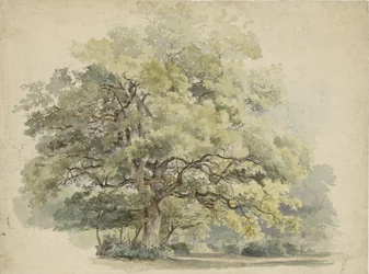Studio di albero