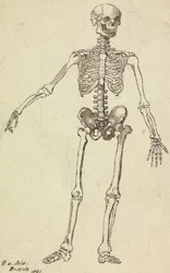 Disegno di uno scheletro
