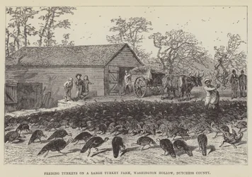 Alimentazione dei tacchini in una grande fattoria di tacchini, Washington Hollow, Dutchess County