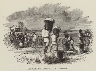 Raccolta del cotone in Georgia