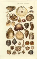 Manuale conchologico Tavola 11. Ostriche e altre conchiglie