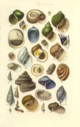 Manuale conchologico Tavola 15. Conchiglie colorate tra cui conchiglie di abalone