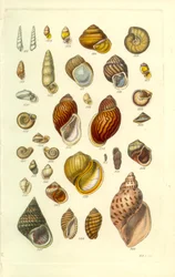 Manuale Conchologico Tavola 25. Conchiglie terrestri colorate
