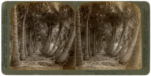 Viale di palme da cocco, Florida, USA, 1891