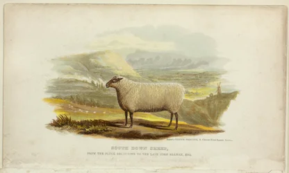Pecore South Down