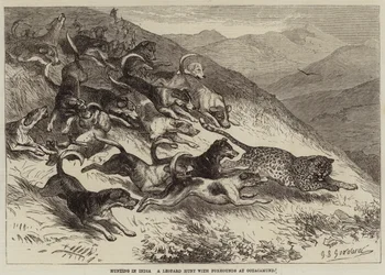 Caccia in India, una caccia al leopardo con foxhound a Ootacamund