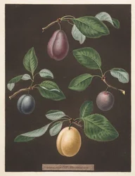 Pomona Britannica: No. 17 - Prugne