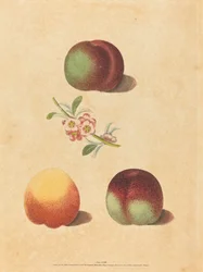 Tre pesche