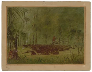 Una Lotta con i Pecari - Caribbe