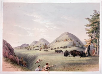Caccia al Bisonte