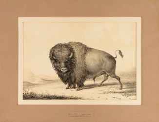 Buffalo Bull - n. 2
