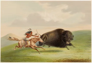 Caccia al bisonte, inseguimento