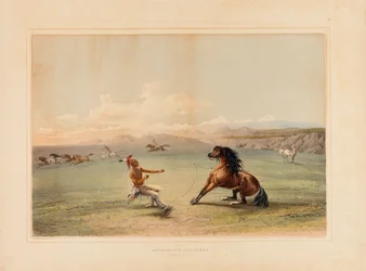 Catturare il cavallo selvaggio - n. 4