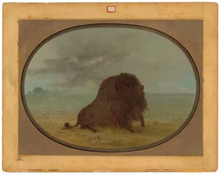 Bufalo morente