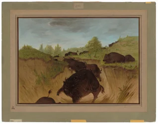 Orsi grizzly che attaccano un bufalo