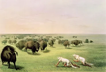 Caccia al bufalo camuffati con pelli di lupo, c.1832