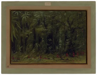 Interno di una foresta amazzonica - Zurumati
