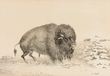 Bufalo gravemente ferito - n. 16