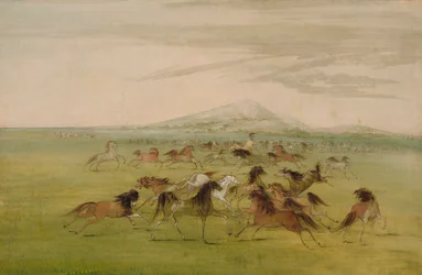 Cavalli selvaggi in gioco