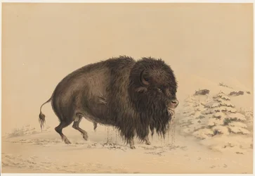 Bisonte maschio ferito
