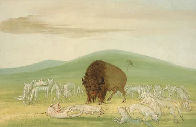 Toro di bufalo ferito circondato da lupi bianchi, 1832-1833