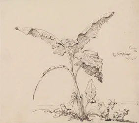Capre sotto un albero di banane