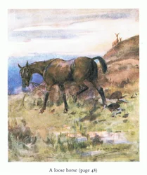 Il cavallo sciolto