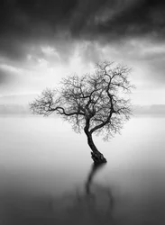 Riflessione su Lone Tree