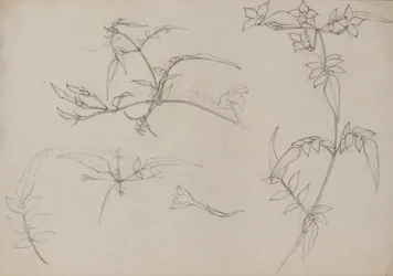 Disegno botanico