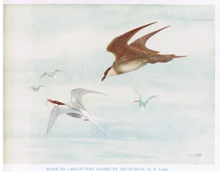 Sterna artica inseguita da Skua artica, illustrazione da "British Birds" di Kirkman  Jourdain