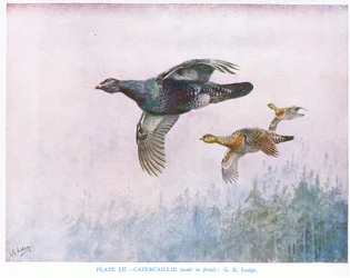 Gallo cedrone (maschio davanti), illustrazione da "British Birds" di Kirkman  Jourdain
