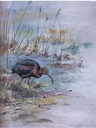 Ibis lucido (litografia)