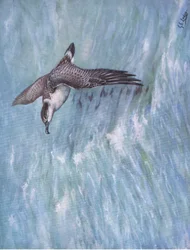 Grande Shearwater (litografia)