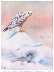 Falco della Groenlandia e pernice bianca, illustrazione da "British Birds" di Kirkman  Jourdain
