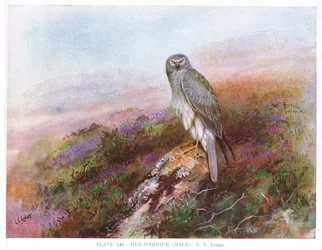 Albanella reale (maschio), illustrazione da "British Birds" di Kirkman  Jourdain