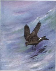 Uccello delle tempeste codaforcuta di Leach