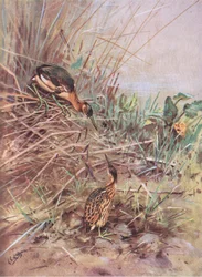 Tarabusino (litografia)