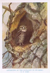 Civetta alla tana del nido, illustrazione da "British Birds" di Kirkman  Jourdain