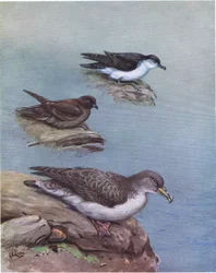 Sanguinerola di Madeira, Petrello di Bulwer, Cory o Sanguinerola atlantica (lito)
