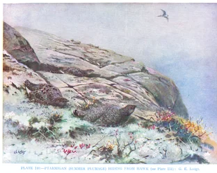Pernice bianca che si nasconde dal falco, illustrazione da "British Birds" di Kirkman  Jourdain