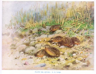Quaglie, illustrazione da "British Birds" di Kirkman  Jourdain