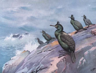 Marangone dal ciuffo o cormorano verde